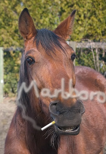pferd raucht